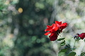 DSC08141 - Bernhard Saalfeld