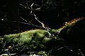 DSC08183 - Bernhard Saalfeld