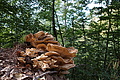 DSC08211 - Bernhard Saalfeld