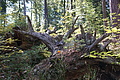 DSC08319 - Bernhard Saalfeld