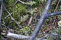 DSC08362 - Bernhard Saalfeld