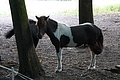 DSC08460 - Bernhard Saalfeld