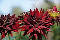 DSC08467 - Bernhard Saalfeld