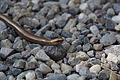 DSC08657 - Bernhard Saalfeld