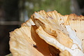 DSC08712 - Bernhard Saalfeld