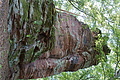 DSC08735 - Bernhard Saalfeld