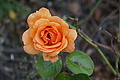 DSC08821 - Bernhard Saalfeld