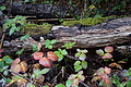DSC06364 - Bernhard Saalfeld