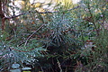 DSC06377 - Bernhard Saalfeld