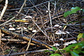 DSC06383 - Bernhard Saalfeld