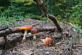 DSC06386 - Bernhard Saalfeld