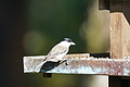 DSC06401 - Bernhard Saalfeld