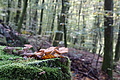 DSC06419 - Bernhard Saalfeld