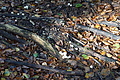 DSC06482 - Bernhard Saalfeld