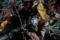 DSC06495 - Bernhard Saalfeld