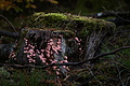 DSC06510 - Bernhard Saalfeld