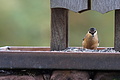 DSC06522 - Bernhard Saalfeld