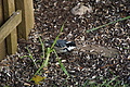 DSC06557 - Bernhard Saalfeld
