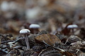 DSC06579 - Bernhard Saalfeld