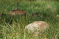 DSC06643 - Bernhard Saalfeld