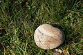 DSC06644 - Bernhard Saalfeld