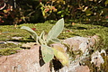 DSC06654 - Bernhard Saalfeld