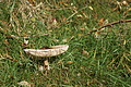 DSC06655 - Bernhard Saalfeld