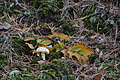 DSC06756 - Bernhard Saalfeld
