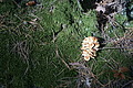 DSC06762 - Bernhard Saalfeld