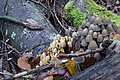 DSC06763 - Bernhard Saalfeld