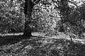 L1001783 - Bernhard Saalfeld