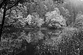 L1001798 - Bernhard Saalfeld