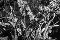 L1001946 - Bernhard Saalfeld