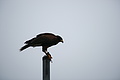 DSC03457 - Bernhard Saalfeld