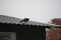 DSC03458 - Bernhard Saalfeld