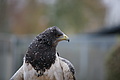 DSC03499 - Bernhard Saalfeld