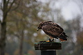 DSC03540 - Bernhard Saalfeld