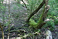 DSC06158 - Bernhard Saalfeld