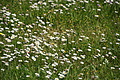 DSC06160 - Bernhard Saalfeld