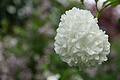 DSC06263 - Bernhard Saalfeld
