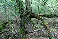 DSC06287 - Bernhard Saalfeld