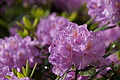 DSC06307 - Bernhard Saalfeld