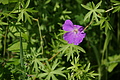 DSC06327 - Bernhard Saalfeld