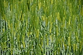 DSC06341 - Bernhard Saalfeld