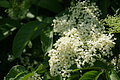 DSC06347 - Bernhard Saalfeld