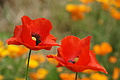 DSC06392 - Bernhard Saalfeld