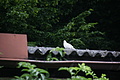 DSC06884 - Bernhard Saalfeld