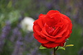 DSC06922 - Bernhard Saalfeld
