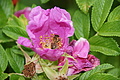 DSC06958 - Bernhard Saalfeld