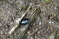 DSC07145 - Bernhard Saalfeld